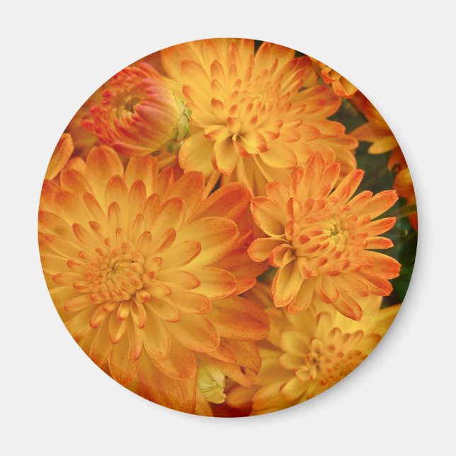 Aimant Chrysanthèmes orange Fire (Devant)