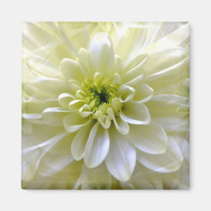 AIMANT CHRYSANTHEMUM