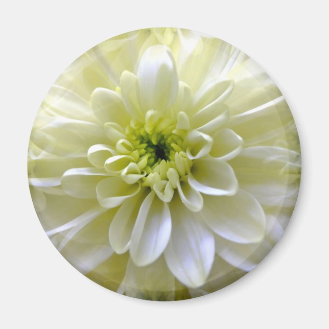 AIMANT CHRYSANTHEMUM (Devant)