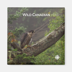 Aimant Chute - Faucon pèlerin