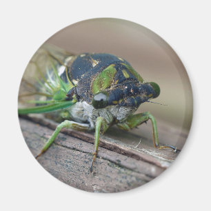 Aimant Cicada