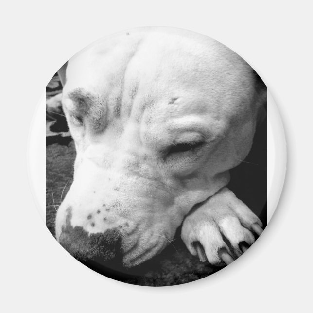 Aimant cicatrice de harry potter chien pit bull blanc (Devant)