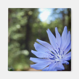 Aimant Cichorium Intybus