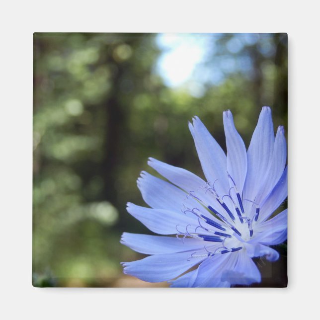 Aimant Cichorium Intybus (Devant)