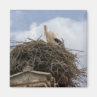 cigogne blanche dans le nid