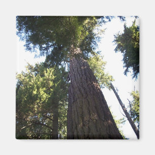 Aimant Cimes d'arbre