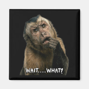 Aimant Citation drôle de singe slang attends quoi mème mi