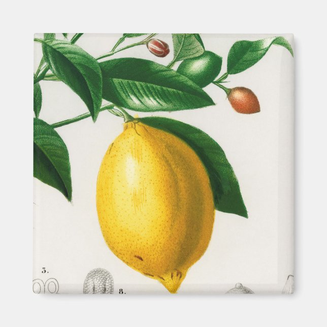 Aimant citron sicilien (Devant)