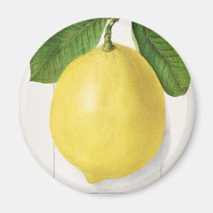 Aimant citron vintage