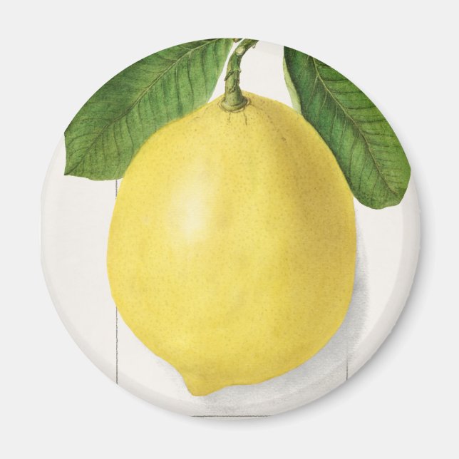 Aimant citron vintage (Devant)