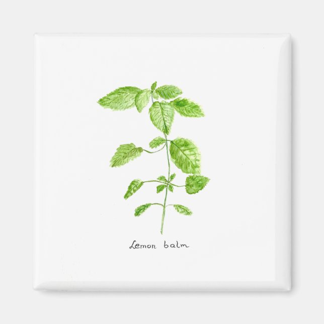 Aimant Citronnelle aquarelle jardin d'herbes (Devant)