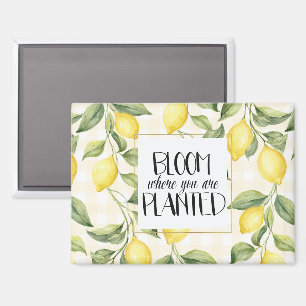 Aimant Citrons jaunes fleurissent où vous êtes plantés