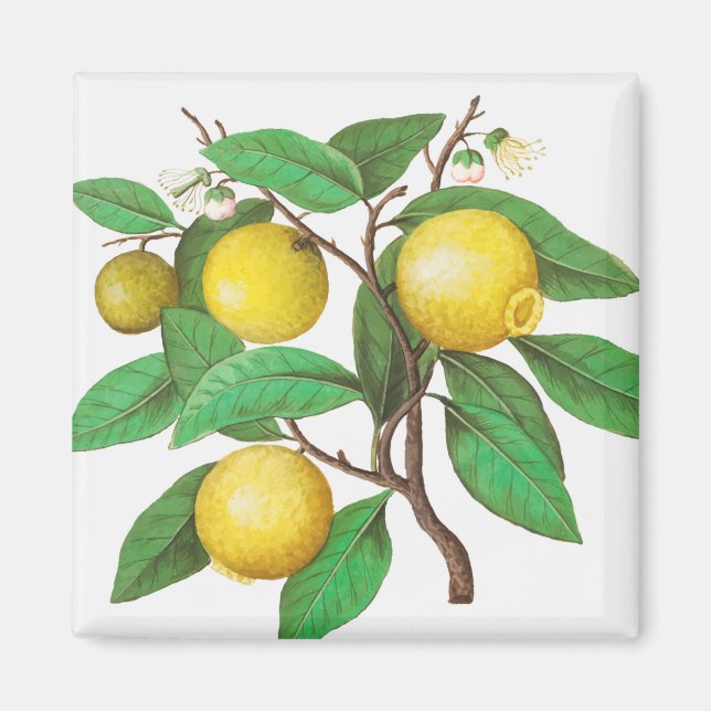 Aimant Citrus (Devant)