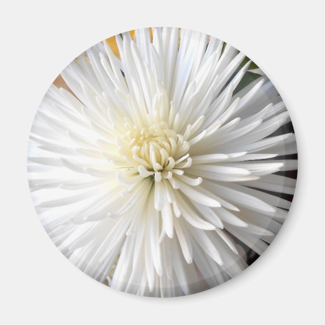 Aimant Claricia (Devant)