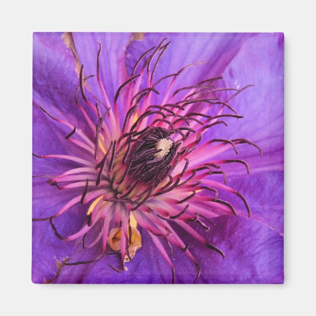 AIMANT CLEMATIS (Devant)