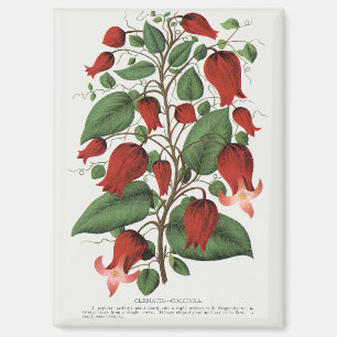 Aimant Clematis Coccinea Floral Vintage Art Rouge