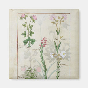 Aimant Clocher rouge & Aube Bellidis Onobrychis & Hyssopu