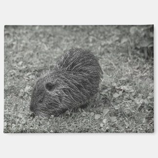 Aimant Close-up of baby nutria (Myocastor coypus) on fiel