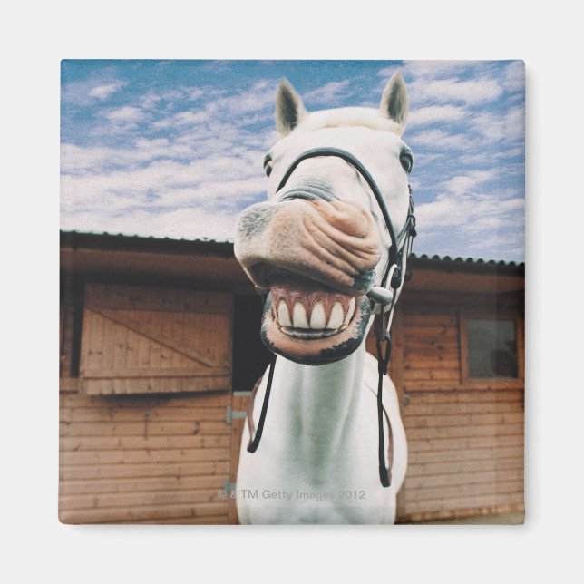 Aimant Close-up of Horse with Mouth Open (Devant)