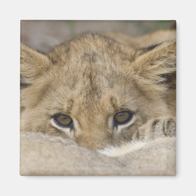 Aimant Close up of lion cub's face (Devant)