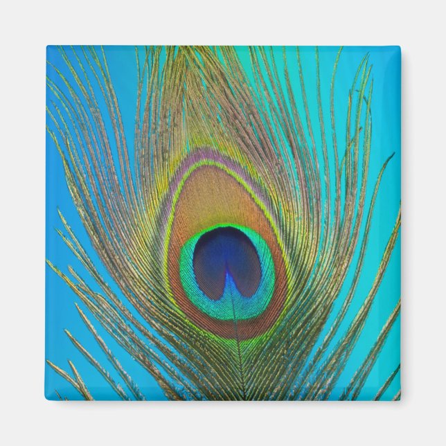 Aimant Close up of peacock feather (Devant)