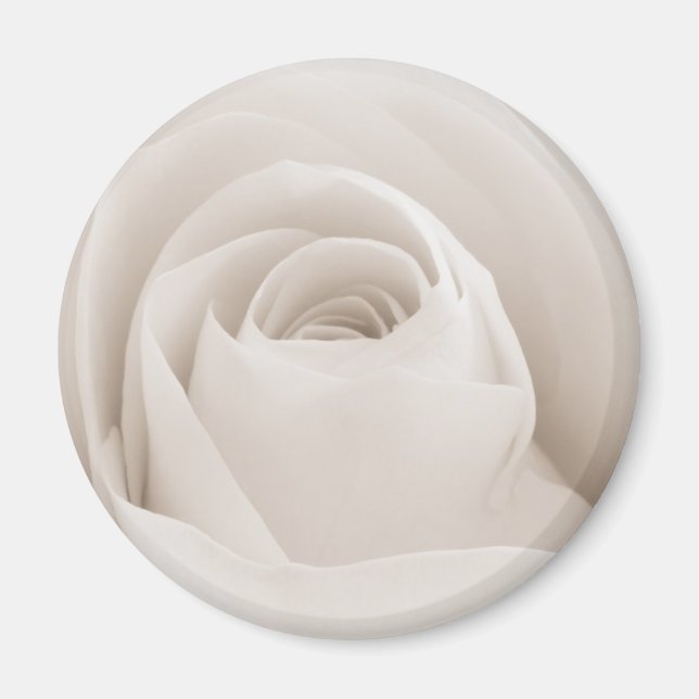Aimant Close up of White Rose (Devant)