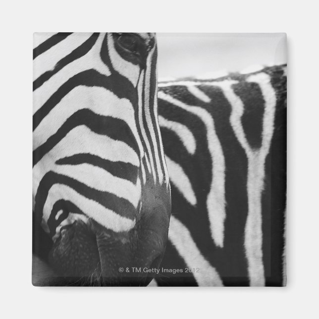Aimant Close-up of zebra face and shoulder (Devant)