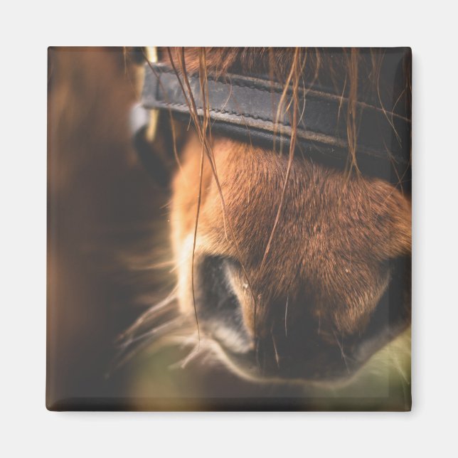 Aimant Closeudo d'un mignon cheval Brown nez (Devant)