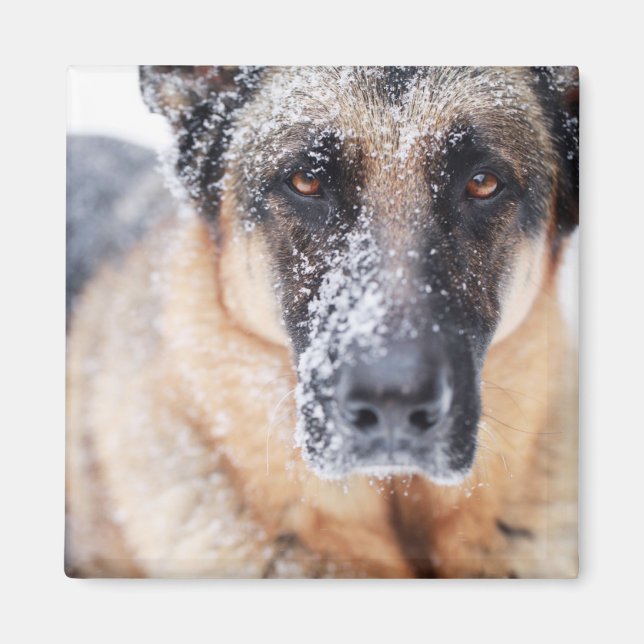 Aimant Closeup Berger Allemand Couvert De Neige (Devant)