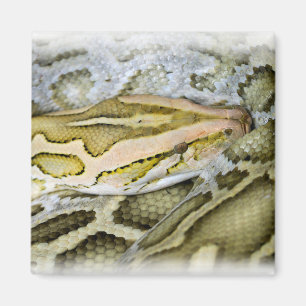 Aimant Closeup de python indien