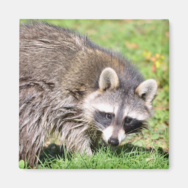 Aimant Closeup de Raccoon (Devant)