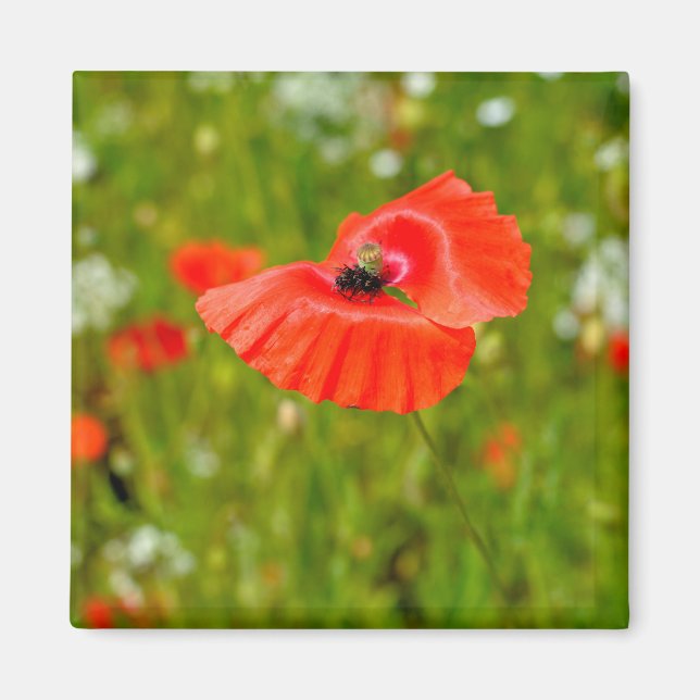 Aimant Closeup of poppies (Devant)
