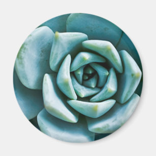 Aimant Closeup Succulent