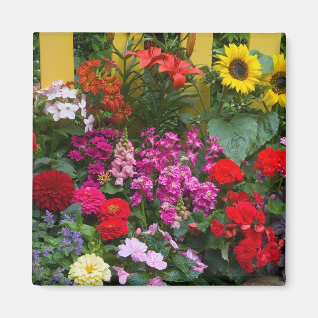 Aimant Clôture blanche avec jardin de fleurs en (Devant)