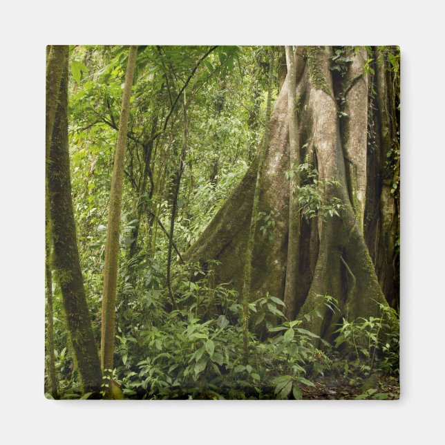 Aimant Cloud forest, Peace Rain Forest, Costa Rica (Devant)