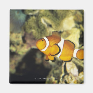Aimant Clownfish communs (ocellaris d'Amphiprion),