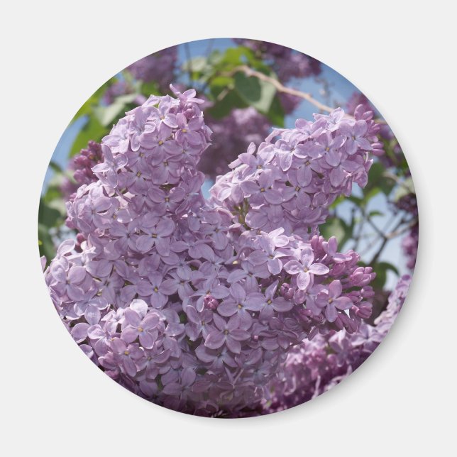 Aimant Cluster Lilac (Devant)