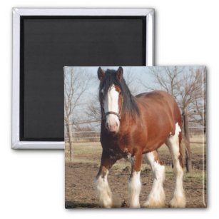 Aimant Clydesdale