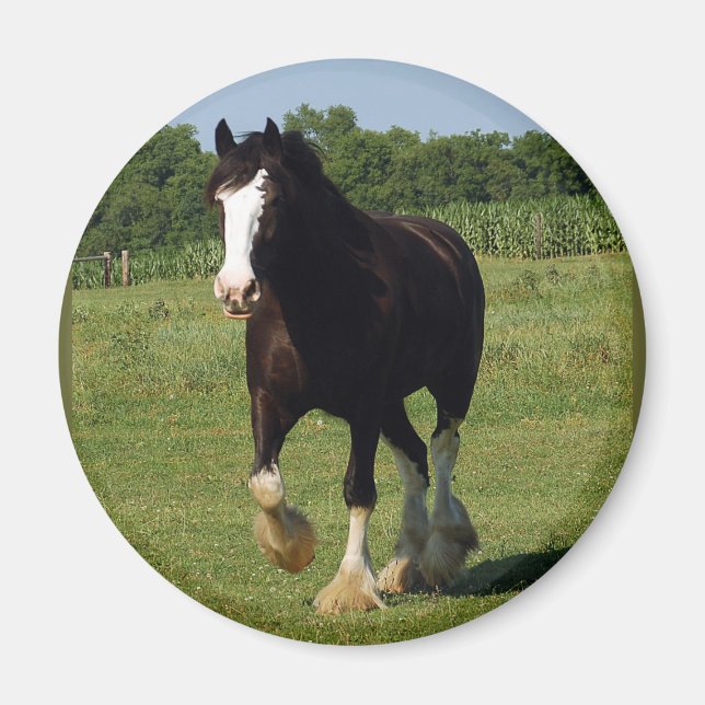 Aimant Clydesdale en cours (Devant)