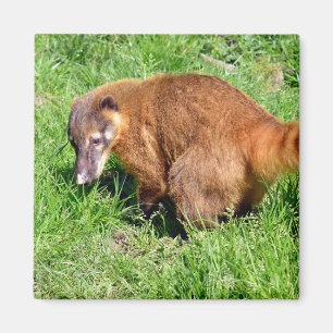Aimant Coati à queue de ceinture sur l'herbe