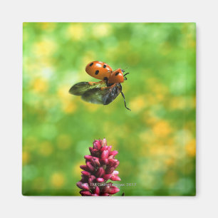 Aimant coccinelle