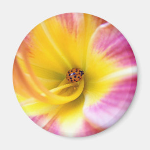 Aimant Coccinelle en Lilly