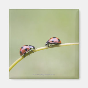 Aimant Coccinelles sur la tige, Biei, Hokkaido, Japon