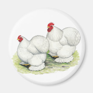 Aimant Cochin : Bantams blancs
