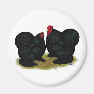Aimant Cochins Black Bantam Paire
