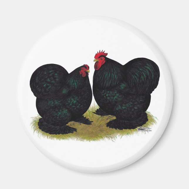 Aimant Cochins Black Bantam Paire (Devant)