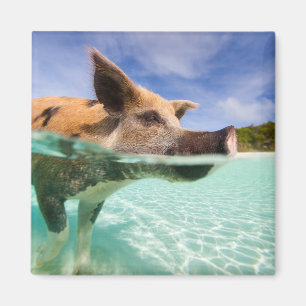 Aimant Cochon de natation d'Exuma