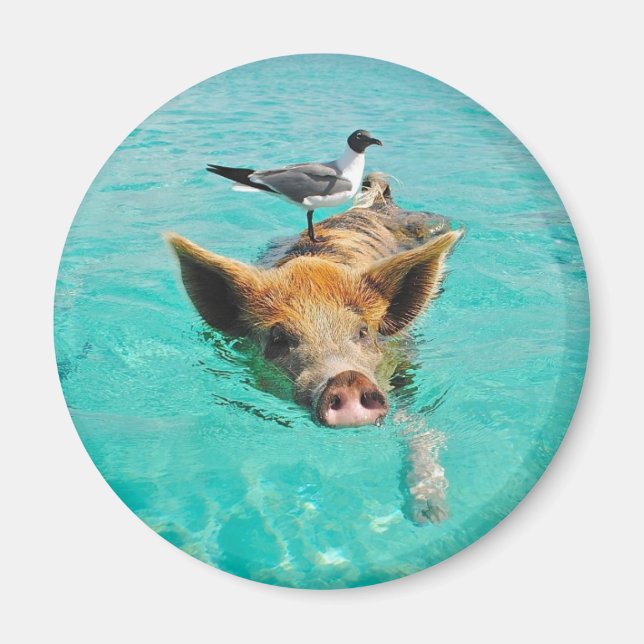 Aimant Cochon mignon nageant dans l'eau (Devant)