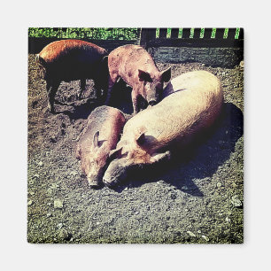 Aimant Cochons, serrés dans la boue