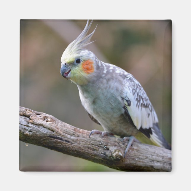 Aimant Cockatiel budgerigar perché sur la carte postale T (Devant)